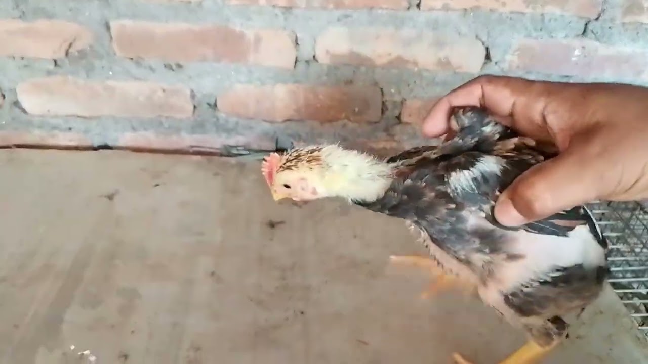 Belajar buat video ayam mardi