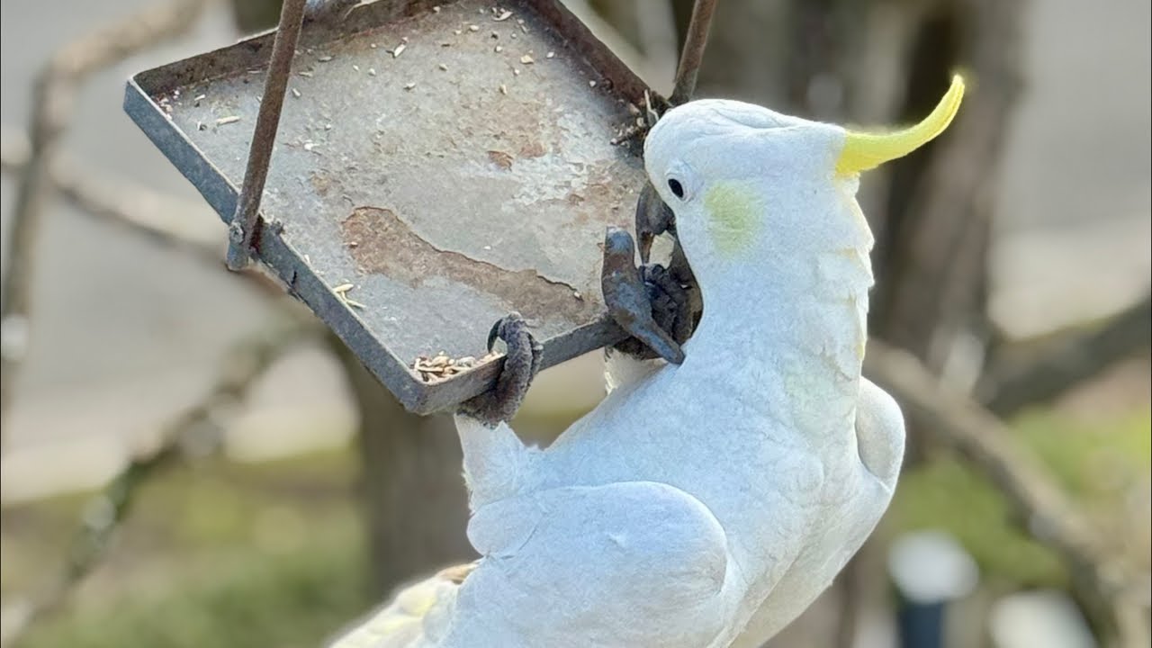 Incredible Bird behavior Moments captured on Camera LIVE