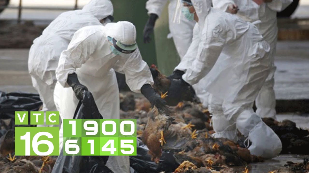 Phòng cúm gia cầm: Dịch bệnh rất nguy hiểm ở gà | VTC16