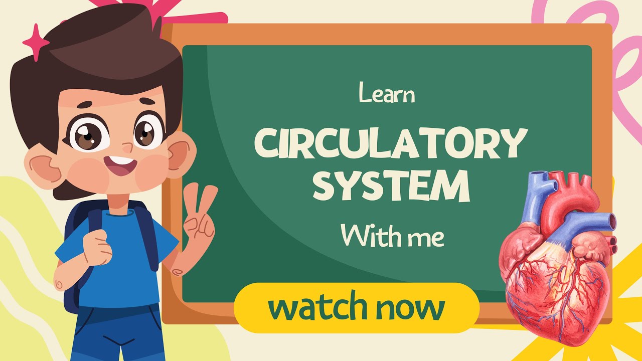 The journey of blood through the body! Circulatory System 