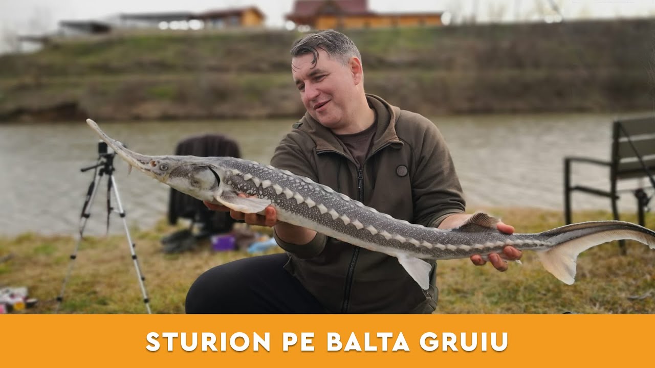 Pescuit la method feeder dupa sturion pe Balta Gruiu