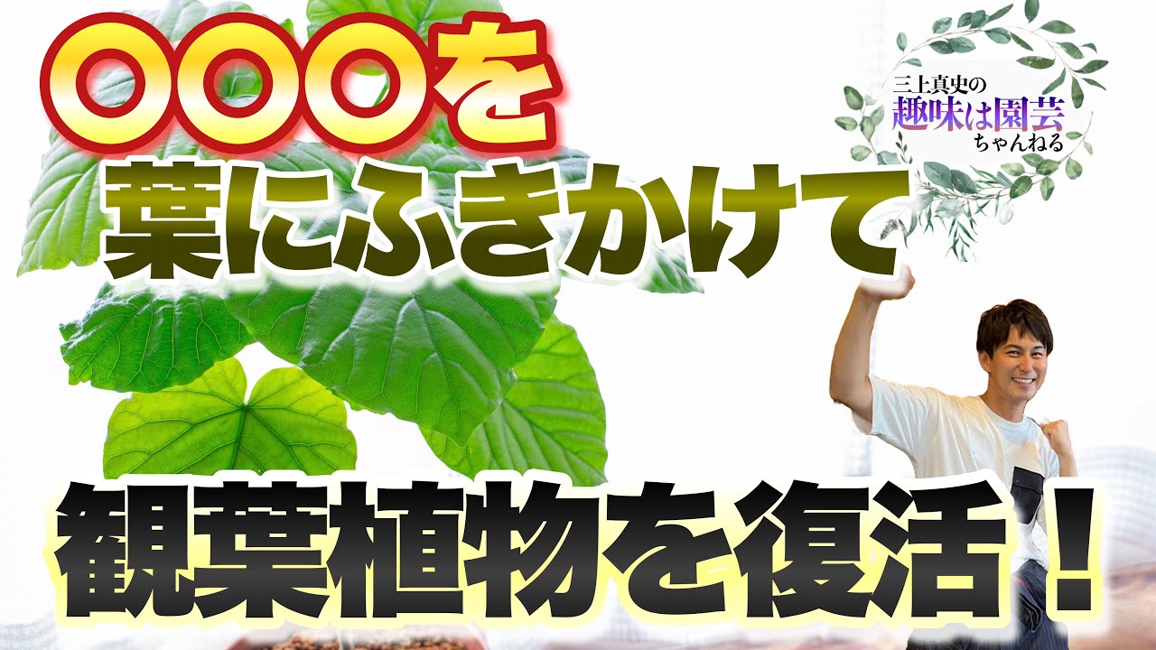 【裏技！】観葉植物を元気に育てるための簡単マル秘テクニック【園芸】【観葉植物】【ガーデニング】