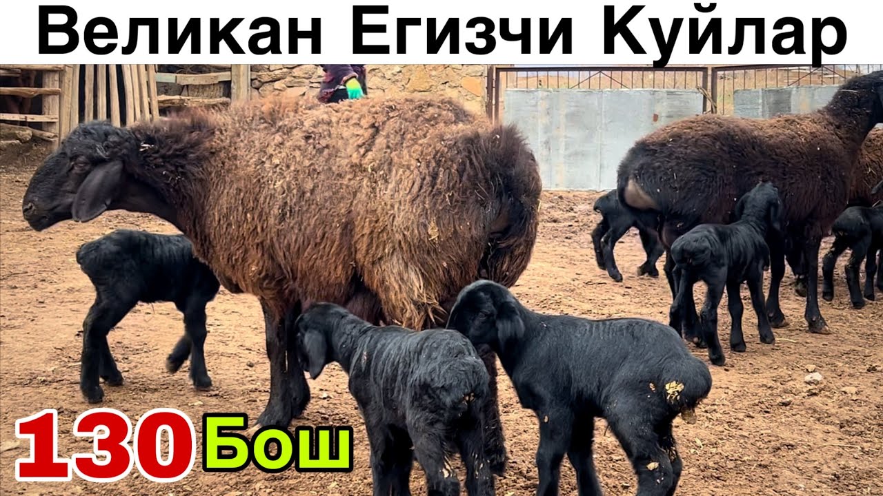 130 Бош Великан Куйлар! ☎️+998 99 991 34 03☎️+998 99 762 0700