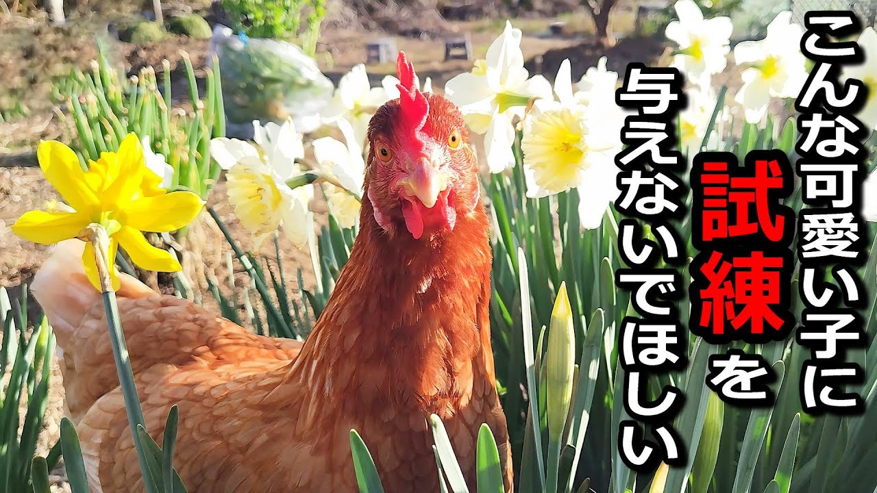 こんな可愛い子に試練を与えないでほしい【鶏飼育】#51