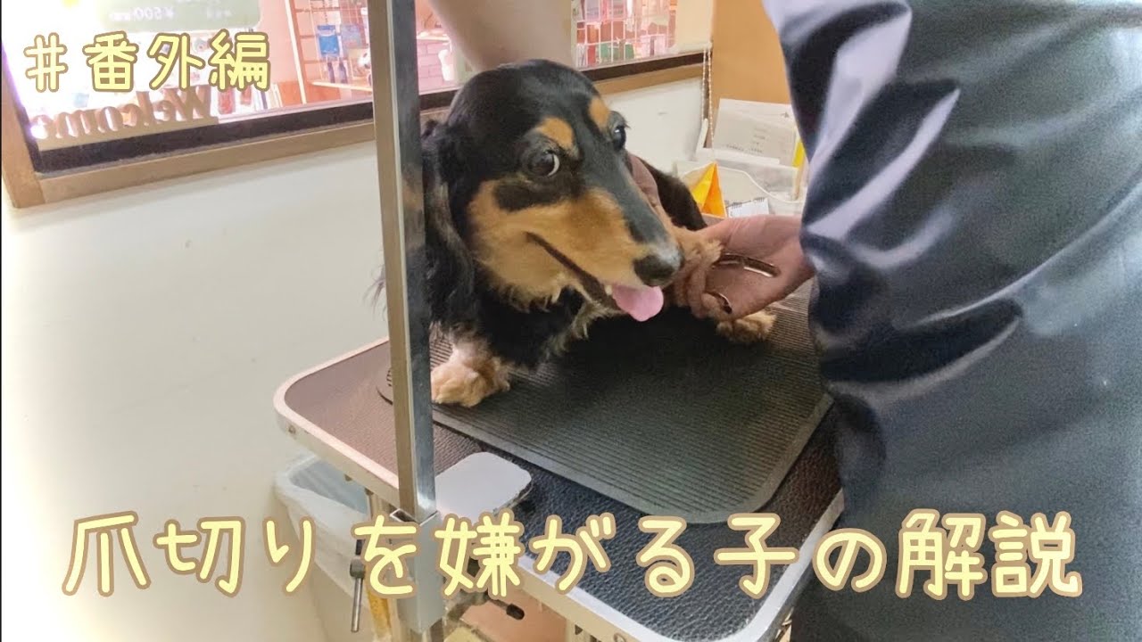 ♯番外編　爪切り嫌がる子の解説　【トリマー】