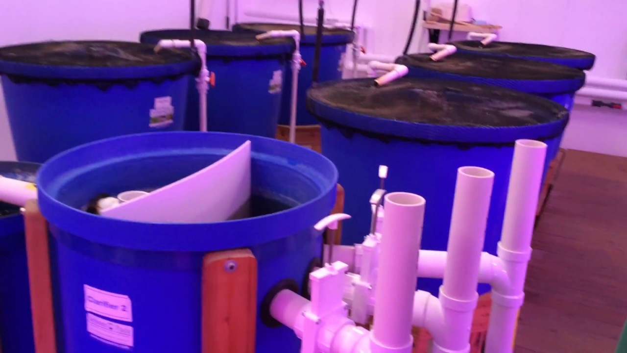 Organic Marijuana Cultivation facility Nursery