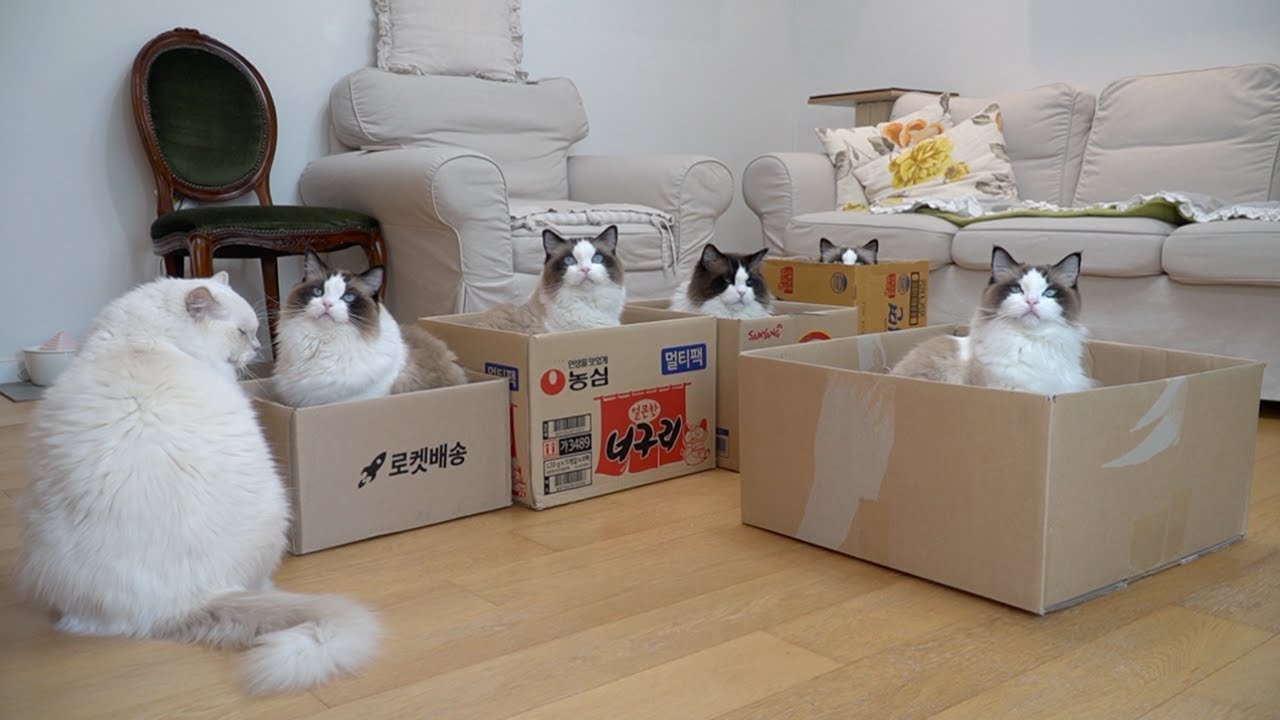 고양이들이 제일 좋아하는 라면 박스는?