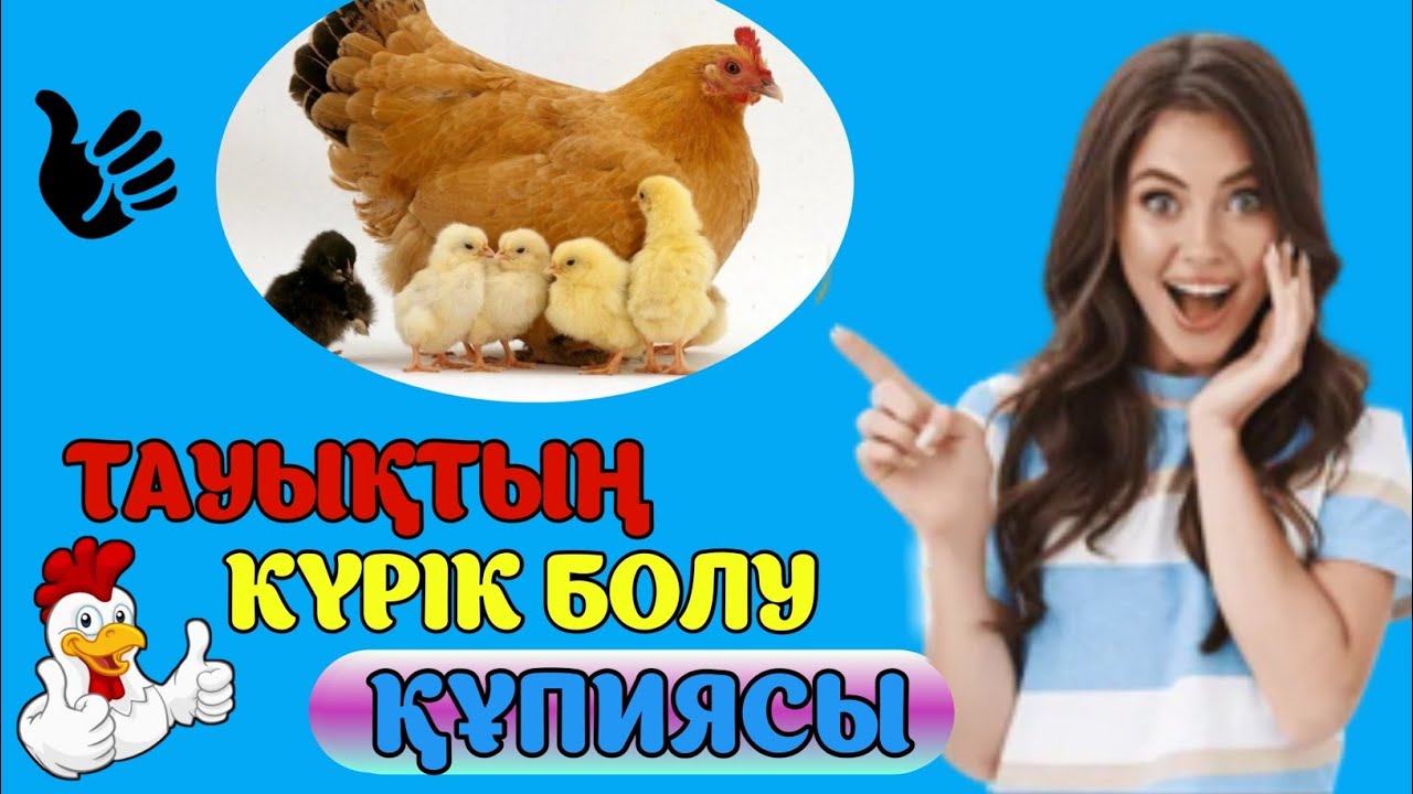 Тауықтың күрік болу себептері белгілі болды/#CHICKEN#KANAL