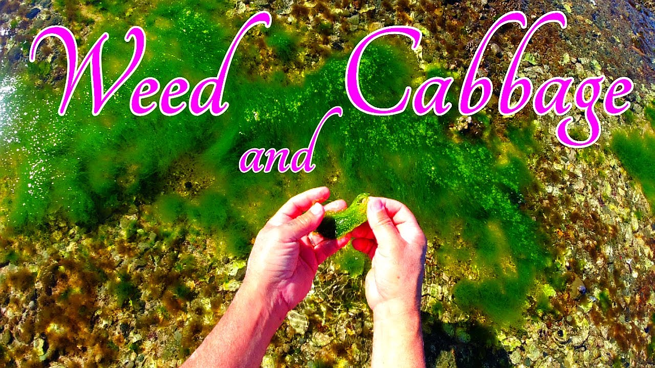 Weed and Cabbage for Luderick off the rocks.