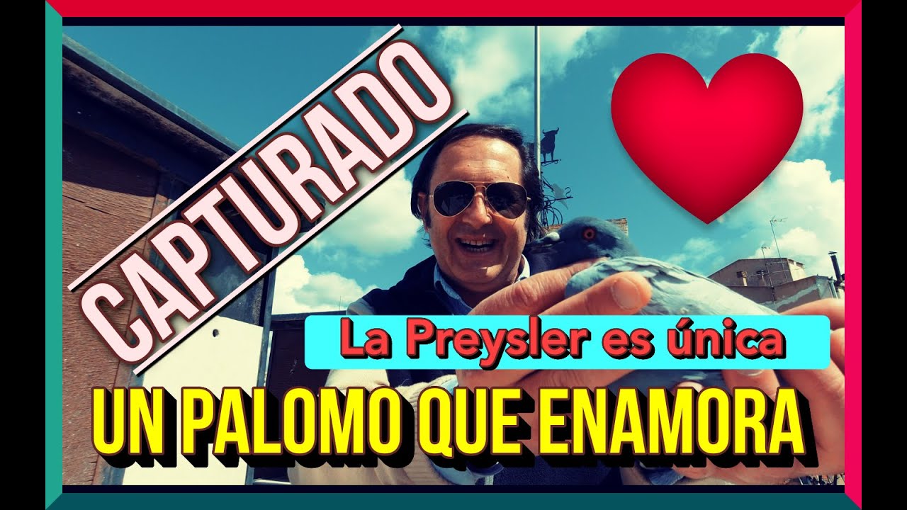 &iexcl;&iexcl; CAPTURADO !!&hearts;️ Un palomo que enamora😻 La Preysler es &uacute;nica💪🤫