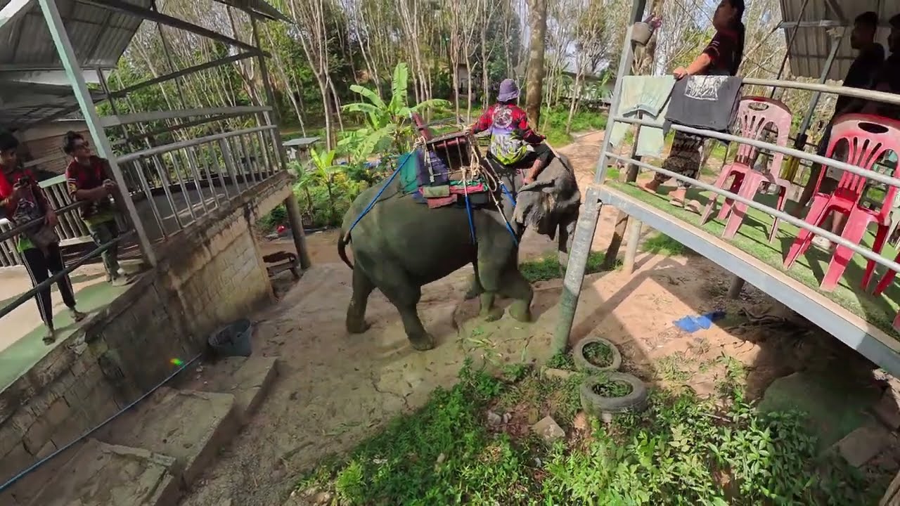 Silent Drive: Phuket Big Buddha Closed + What Elephant Camps Really Look Like