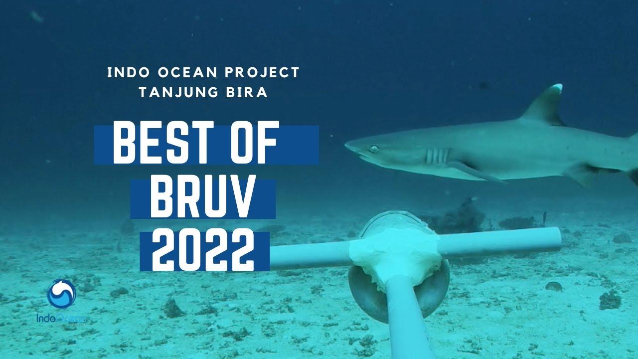 Indo Ocean Project - Bira Project - Best of BRUV, 2022