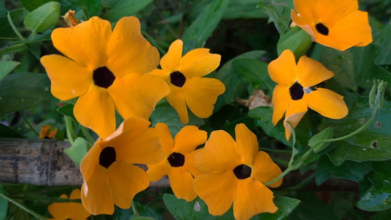 Karagözlü Suzan Sarmaşığı | Bakımı, Nasıl Yetiştirilir? | Black Eyed Susan (Thunbergia Alata)