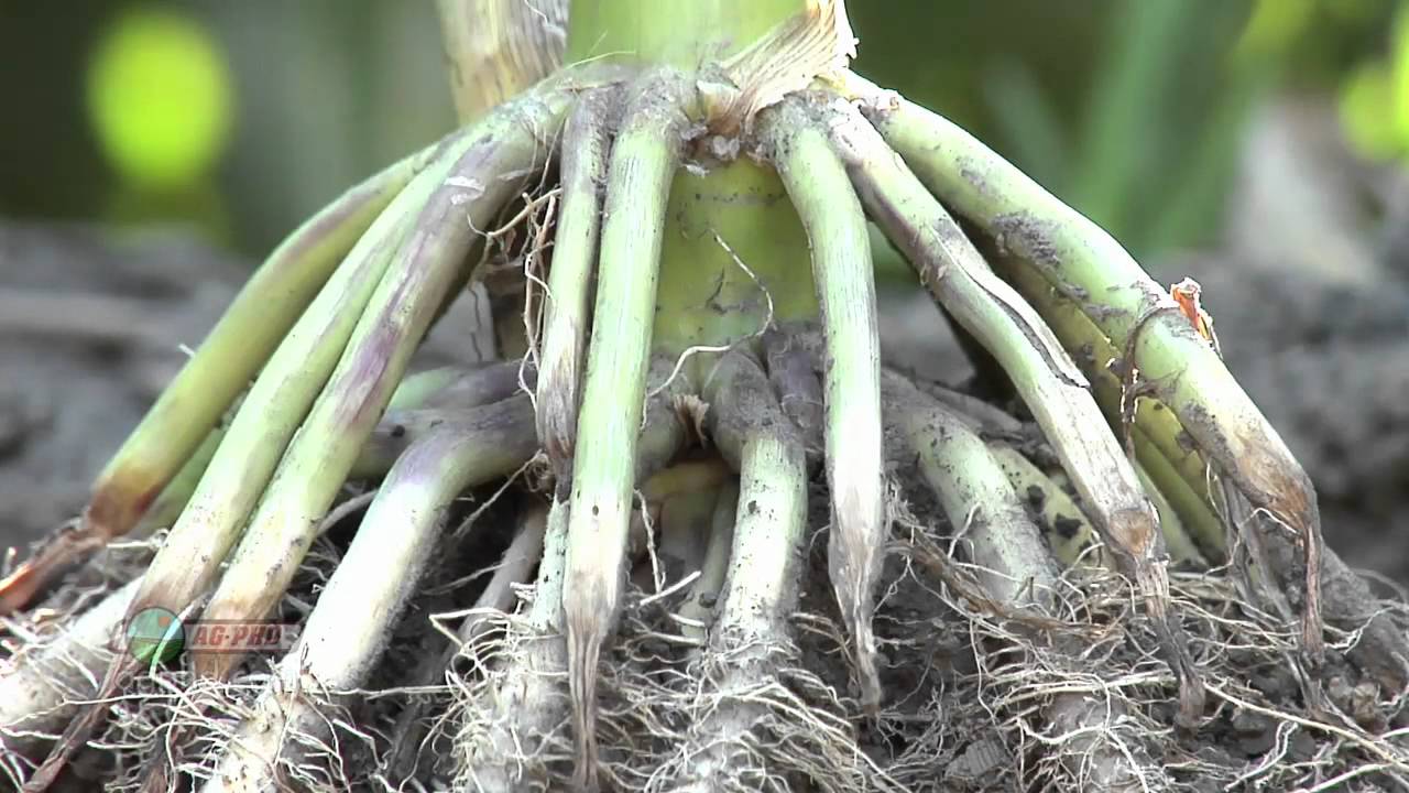 Farm Basics - How Deep Do Roots Go #715 (Air Date 12/18/11)