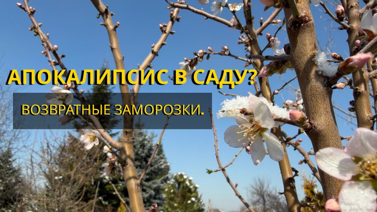 АПОКАЛИПСИС В САДУ? Снег в марте убивает мои растения?!