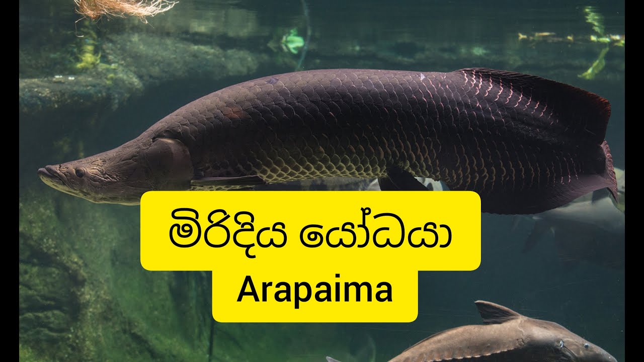 මිරිදිය යෝධයා Arapaima