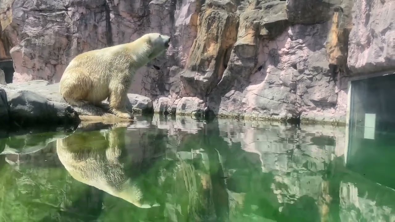 八木山動物公園  「ホッキョクグマにお魚プレゼント」  ホッキョクグマ   カイ