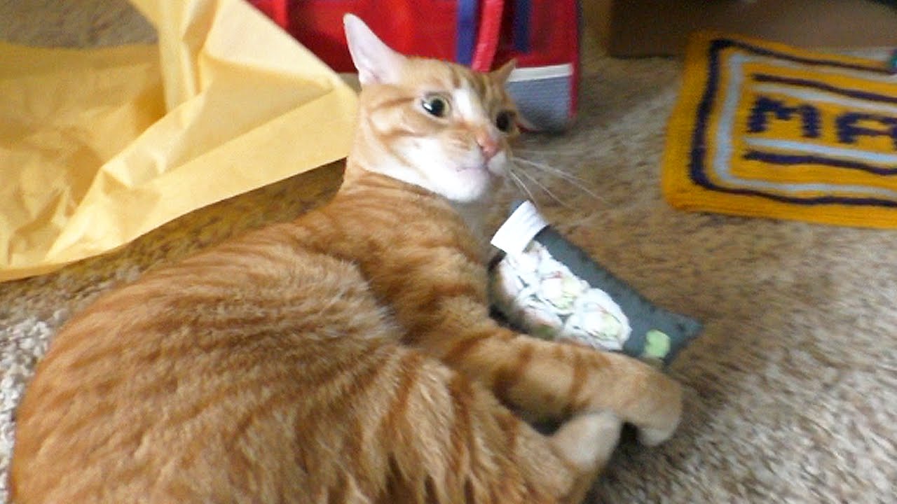 EPIC Cat Birthday Party! - Marmalade 2 Years Old