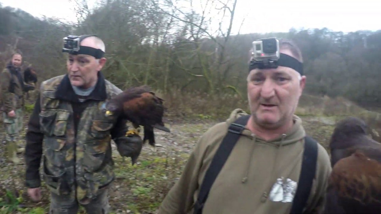 Hunting with Harris Hawks. 2018 December. Lola Catches a Buzzard.