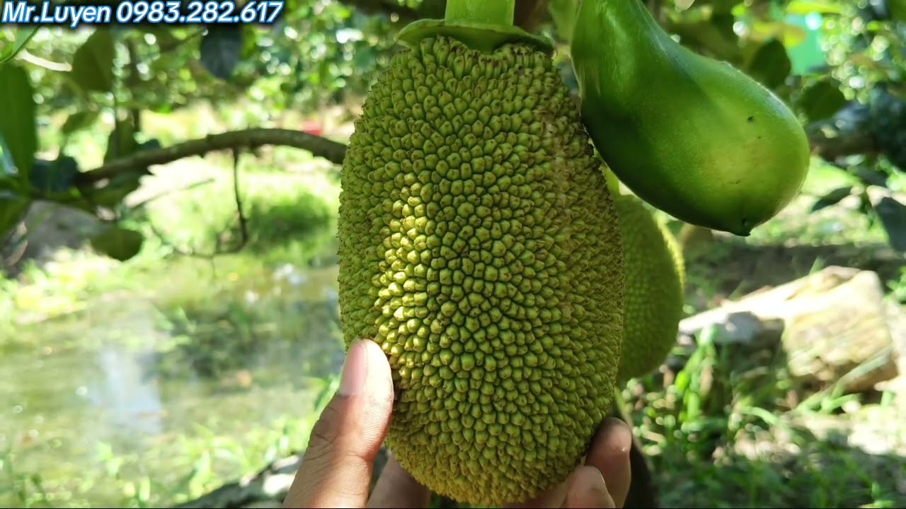 Tuyển Mít Thái Và Một Vài Lưu Ý Giúp Trái Lớn Nhanh, Da Sáng, Xanh Gai #mitthai #tiatrai