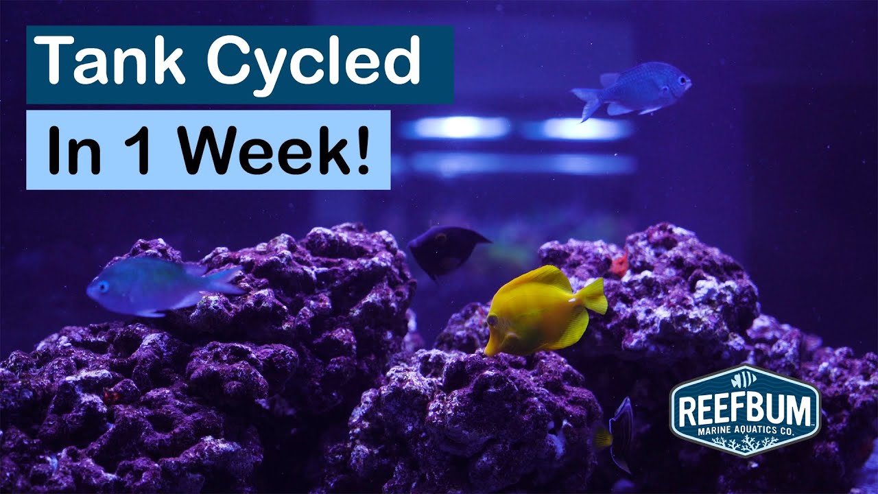 3 Glass Walls: My Peninsula Tank Build Journey, Ep #11 - Cycling The Tank