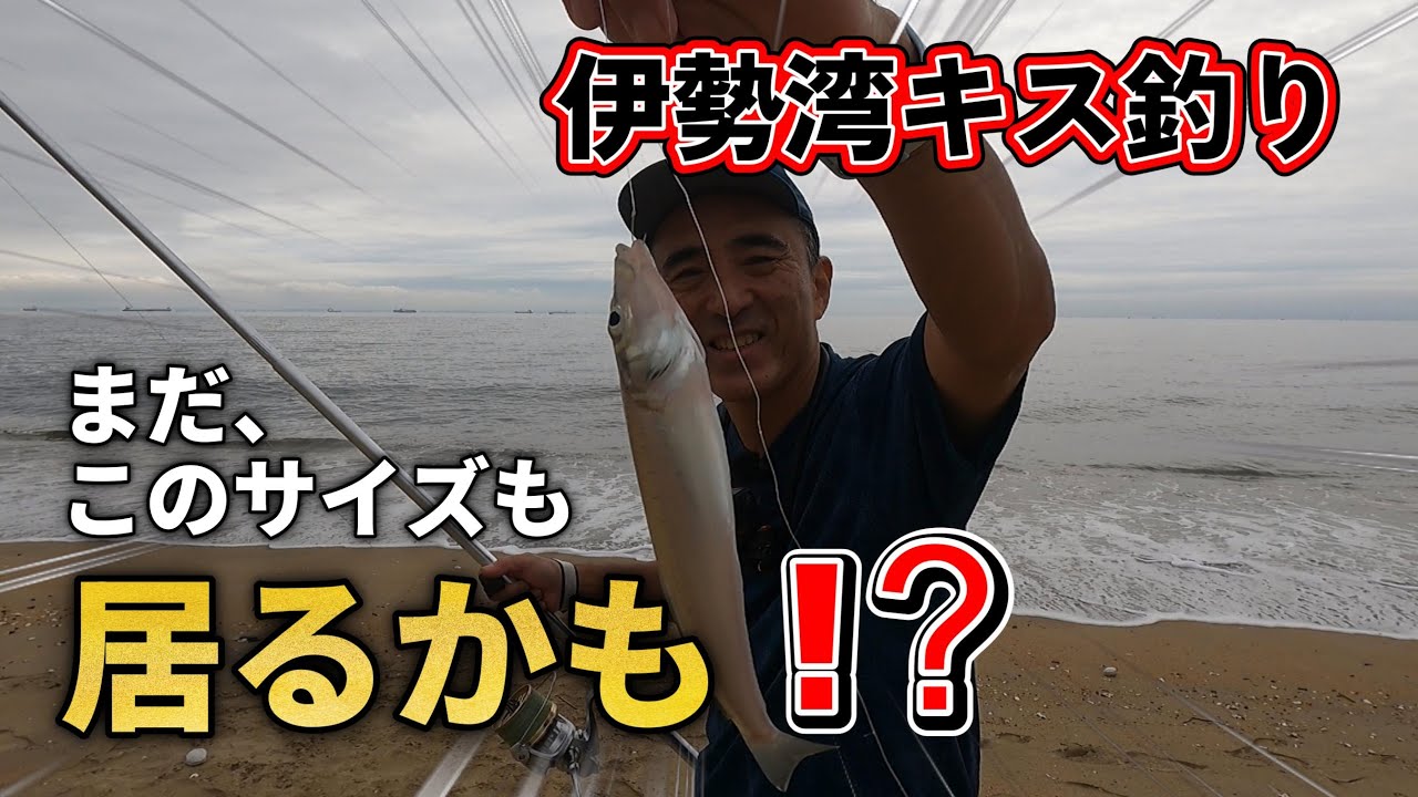 伊勢湾のキスもいよいよ終盤でしょうか