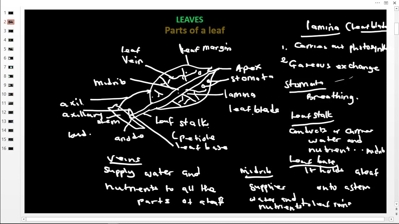 Primary six (p6)  lesson 1 Parts of a leaf