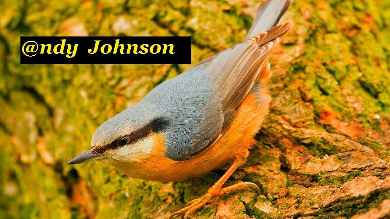 Nuthatch &copy;
