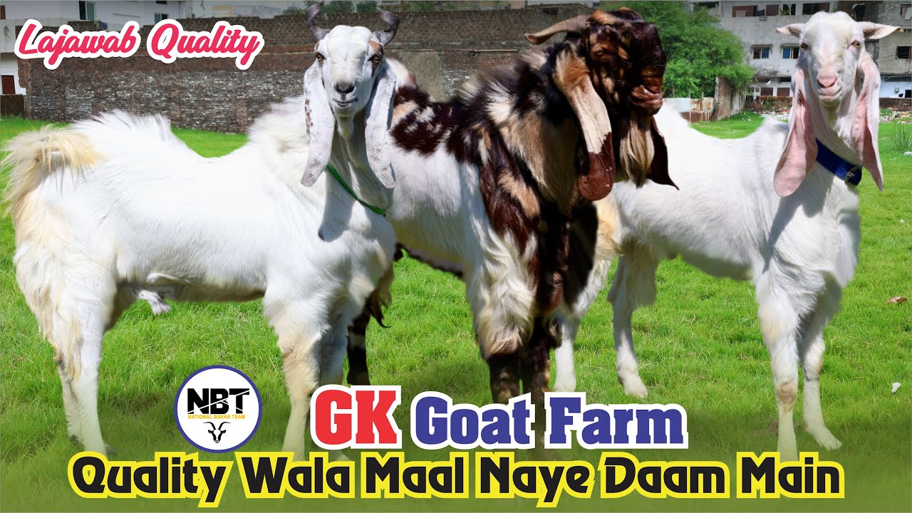 Quality Wala Maal Naye Daam Main Kota Hansa Mewati At GK Goat Farm
