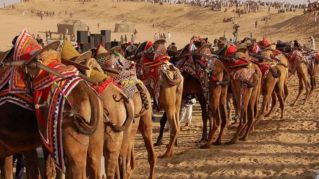 Bikaner Camel Festival, Camel Festival 2017 in Bikaner