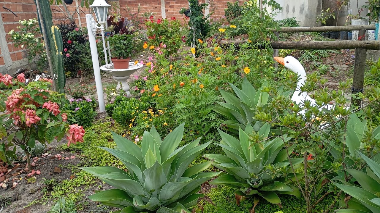 Meu jardim vai ficar ainda mais lindo,flores plantas lindas de Sol pleno resistentes,replantes#plant