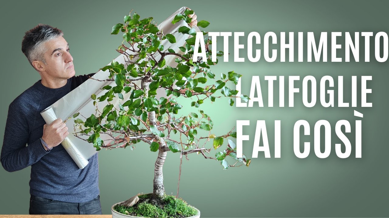 COME RACCOGLIERE le LATIFOGLIE per farne dei BONSAI
