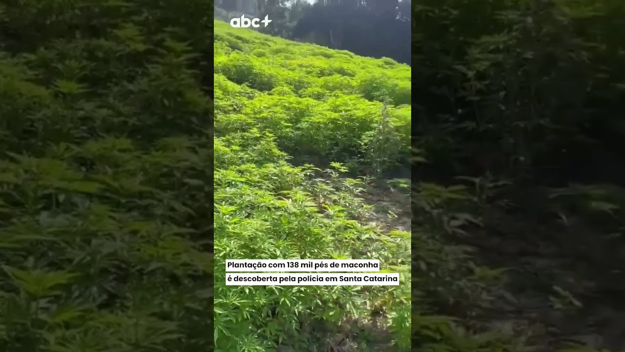 Planta&ccedil;&atilde;o com 138 mil p&eacute;s de maconha &eacute; descoberta pela pol&iacute;cia em Santa Catarina
