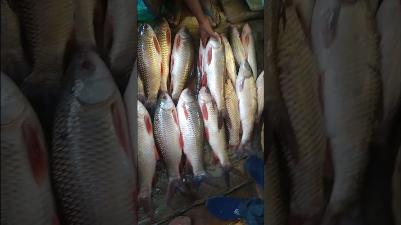 भारत में सबसे जादा खाए जाने वाली मछली Rohu Fish ! 