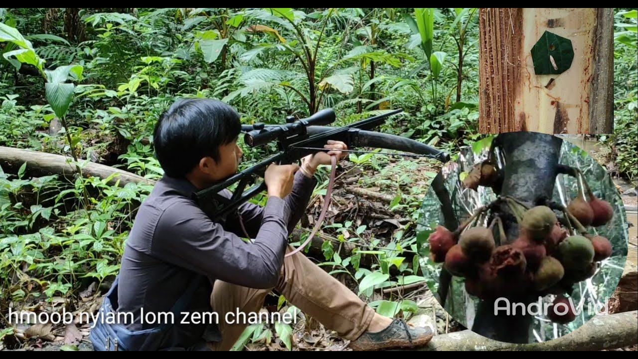 Hunting yos hav zoov tuas nas noj txiv ncuav pias
