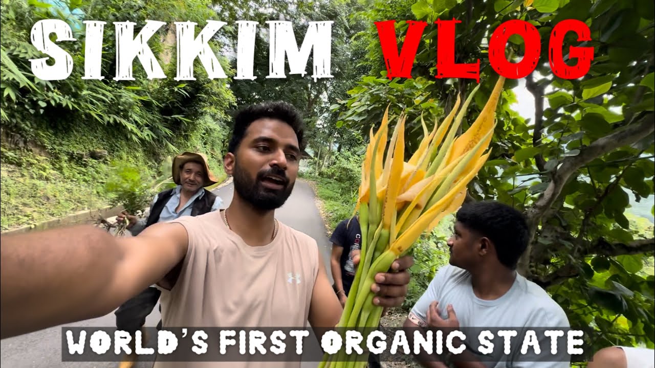 World's First Fully Organic State Sikkim 😍 Sikkim Food Travel Vlog #sikkim #vlogs 