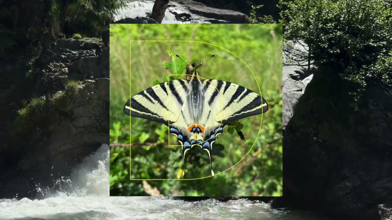 DOMINIQUE – Butterfly — CAMPING IN THE WILDERNESS