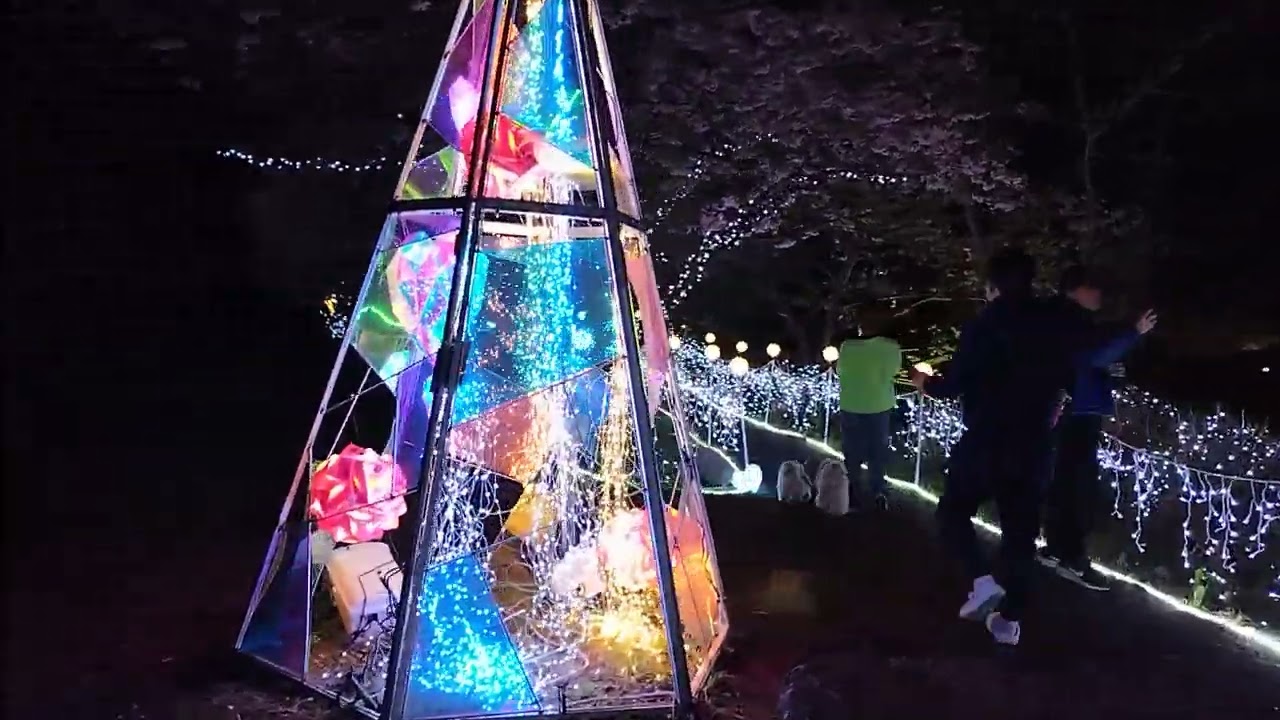 静岡県南伊豆町　みなみの桜と菜の花まつり　夜桜ライトアップ