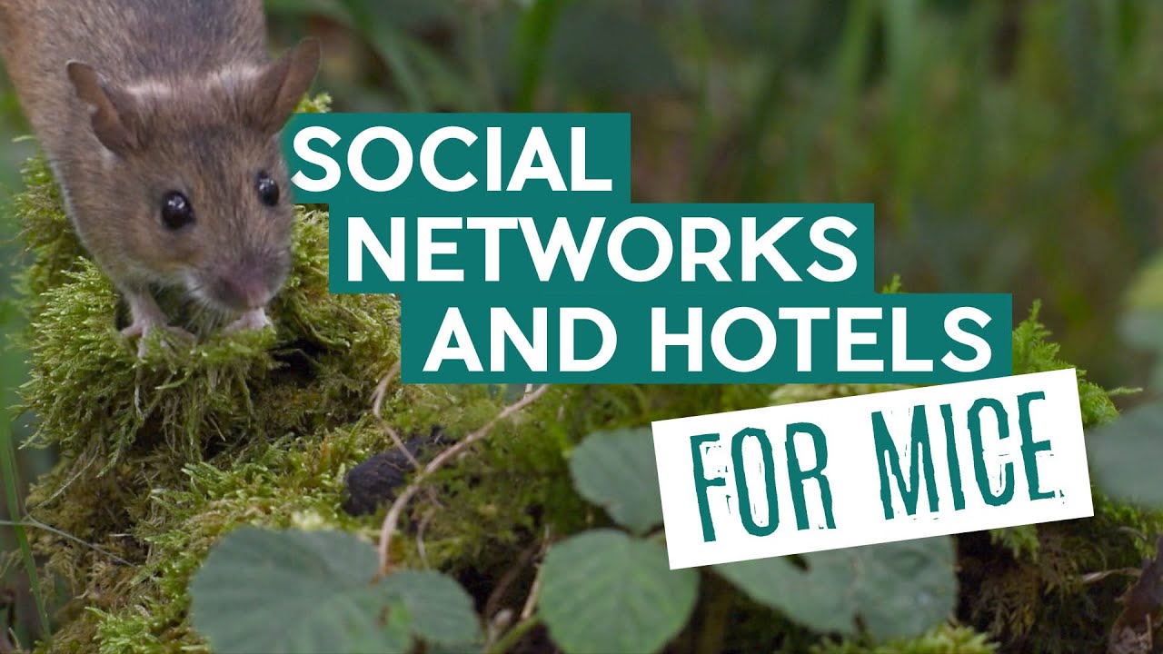 Social Networks and Hotels for Mice | Wytham Woods