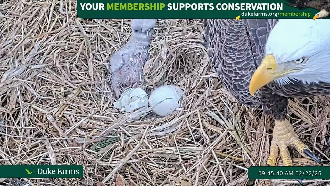 Duke Farms Eagle Cam 2026.2.22 🎉Congratulations! The first egg has hatched!