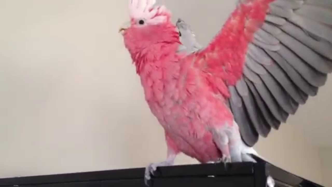 Worlds most excited Bird goes WEEEEEH!!