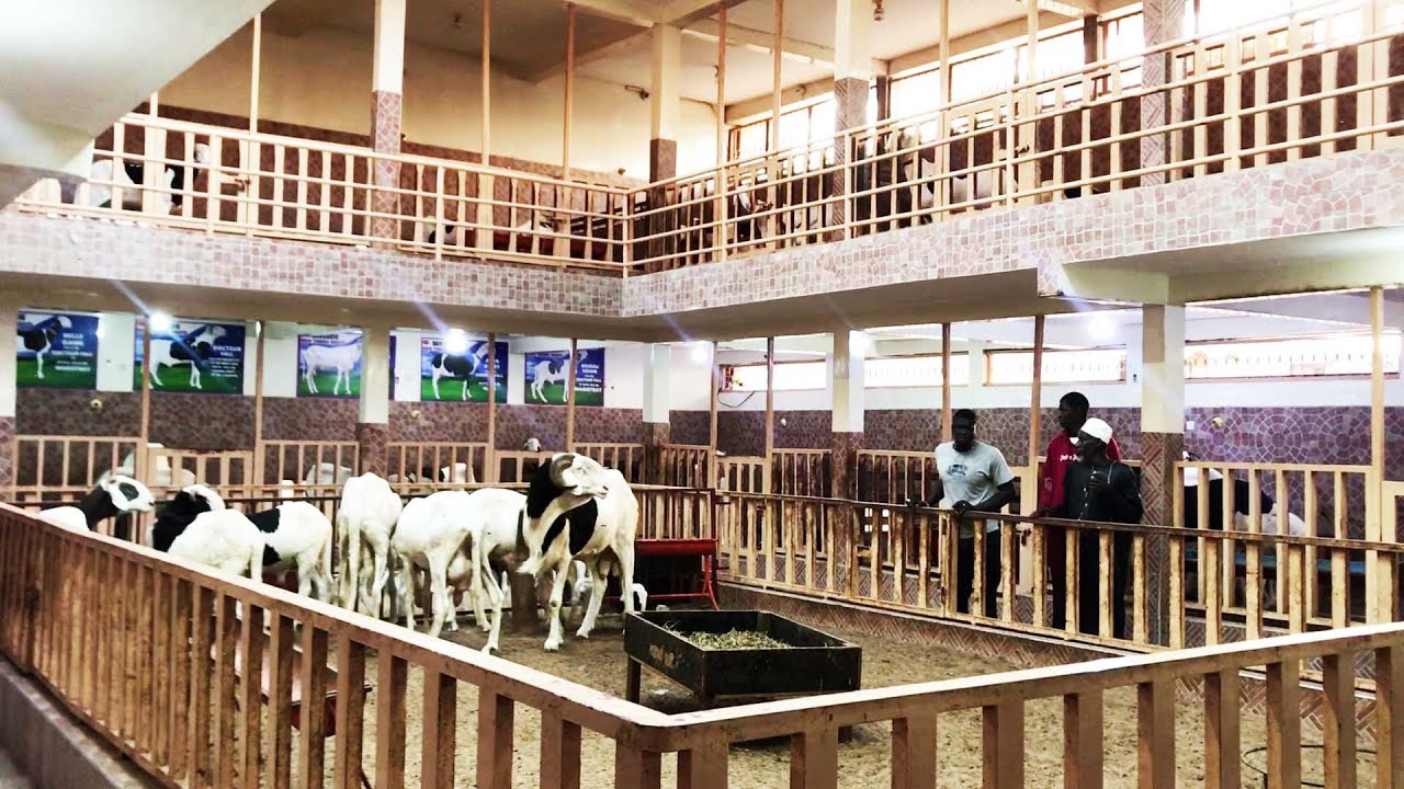 WAX TANN AK BERGERIE ADJA TABARA NDIAYE