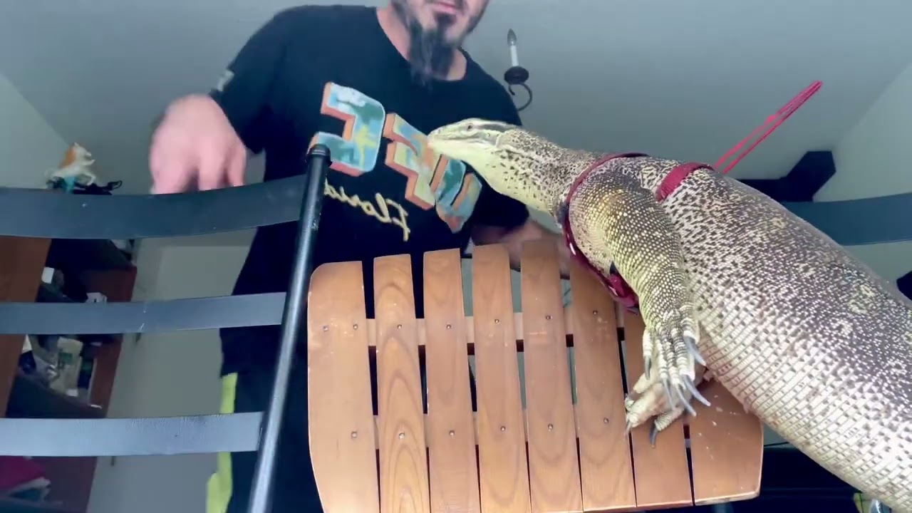 5 Reasons why I love Argus Monitors. #lizard #reptile #gecko #monitorlizard #argusmonitor #lizards