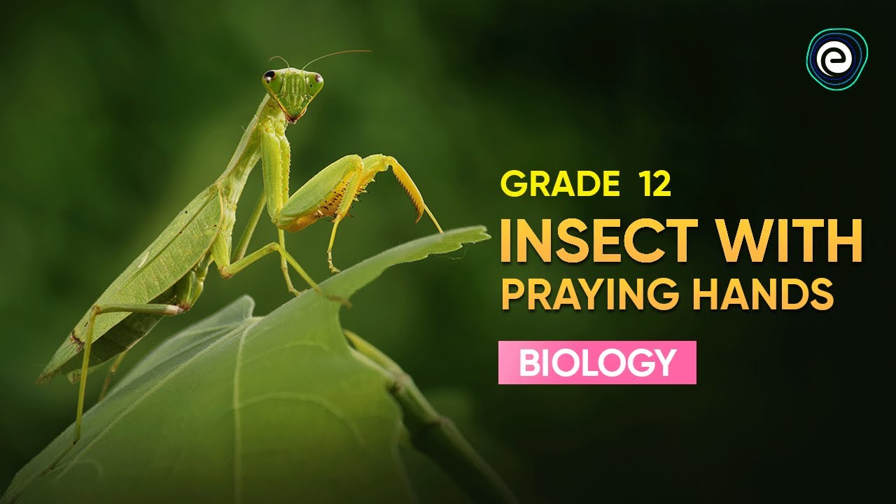 Insect with Praying Hands | Praying Mantis | Biology | CBSE Class 12 | Embibe: Achieve Class 11&12