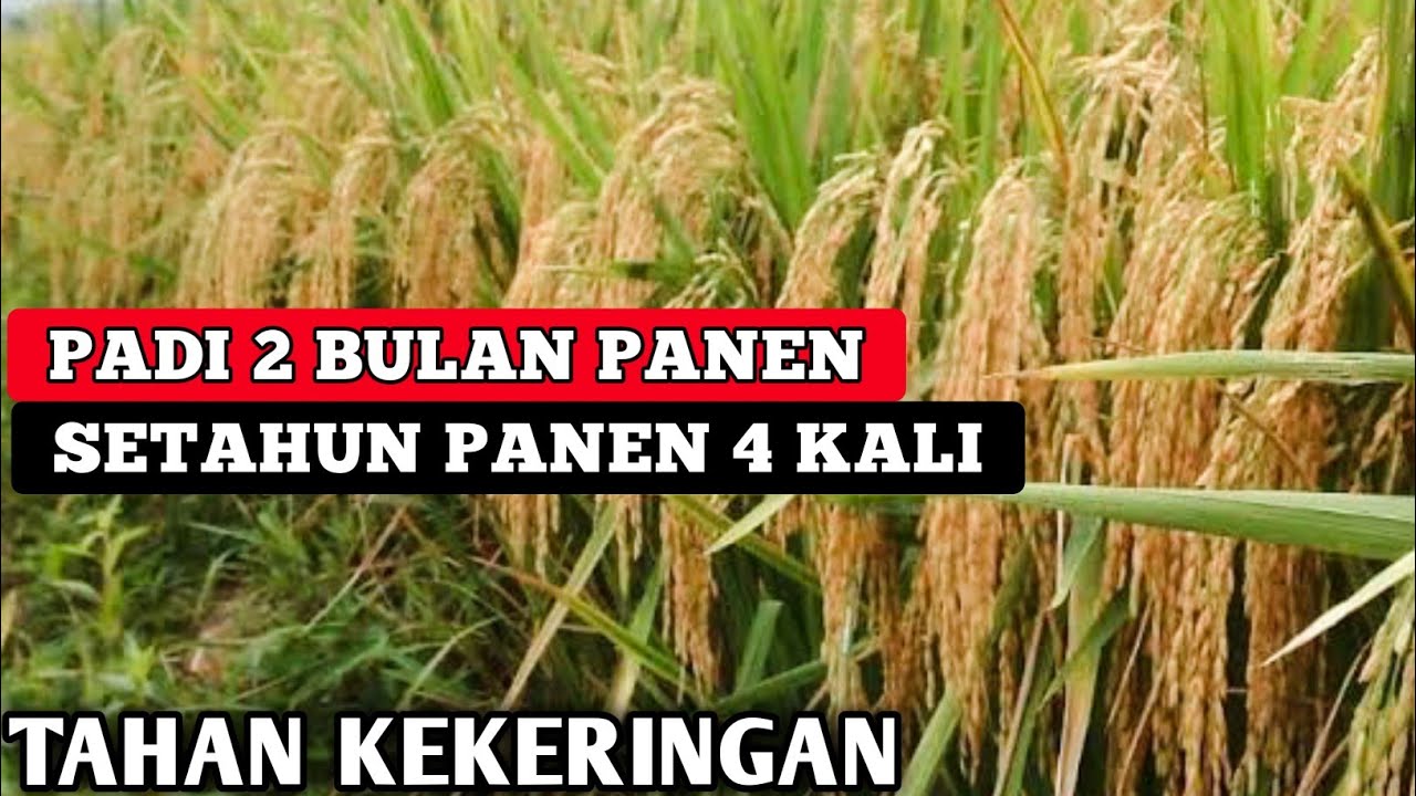 PADI 2 BULAN PANEN, PETANI WAJIB TANAM || BIBIT PADI 2 BULAN PANEN
