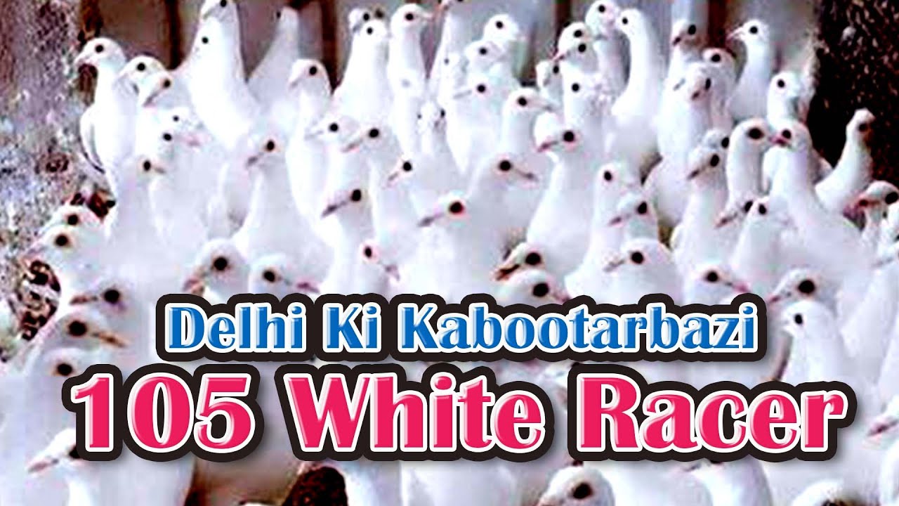 Sajid Bhai K White Kabootar Ka Shok | Delhi Ki Kabootar Bazi | Racing Pigeon