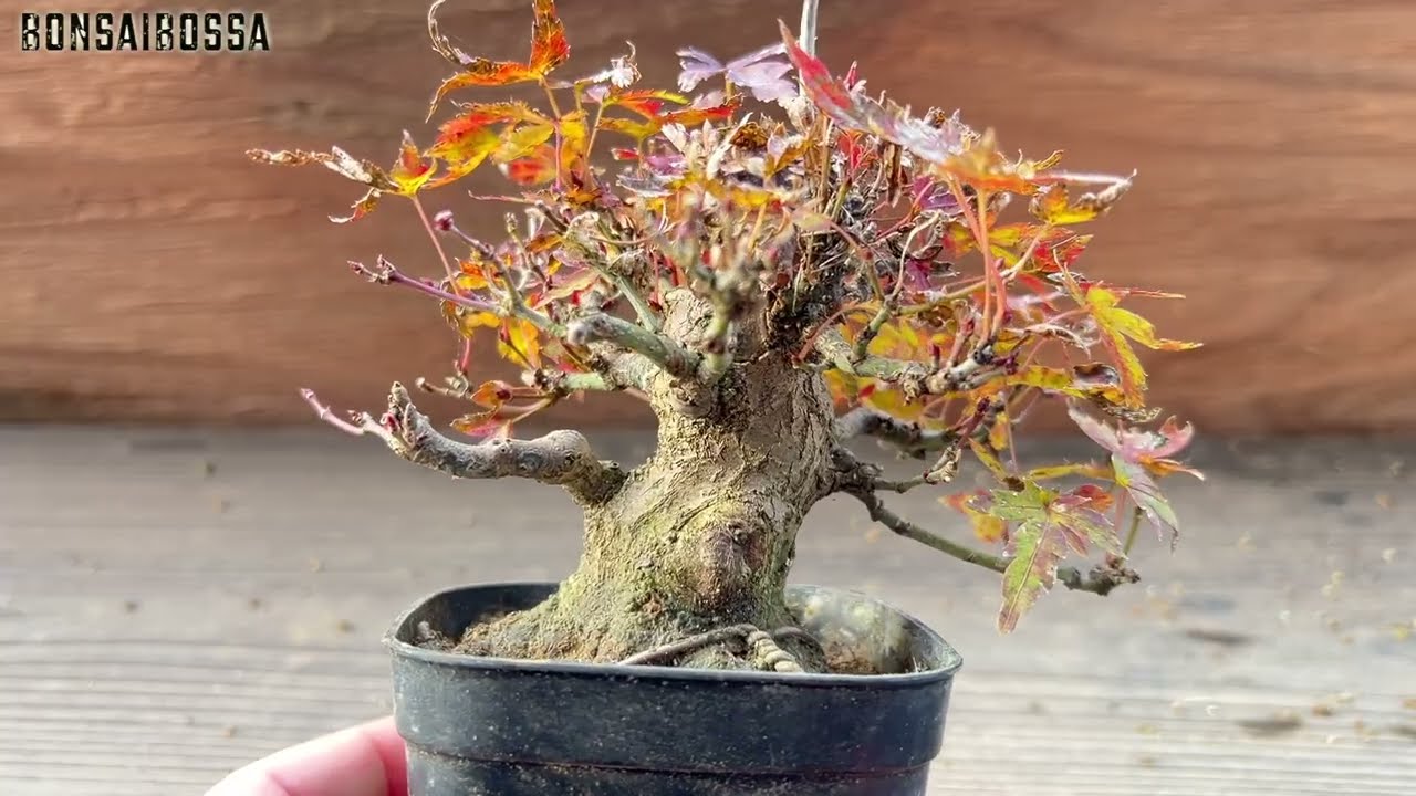 【YMJ4】現状維持なら２歩下がる #盆栽 #bonsai