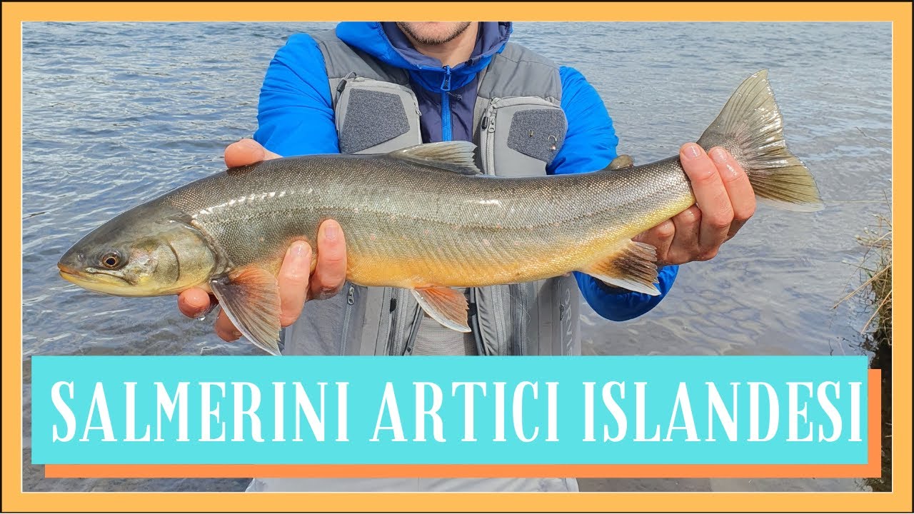 SALMERINI ARTICI ISLANDESI - pescare in Islanda SECONDO EPISODIO