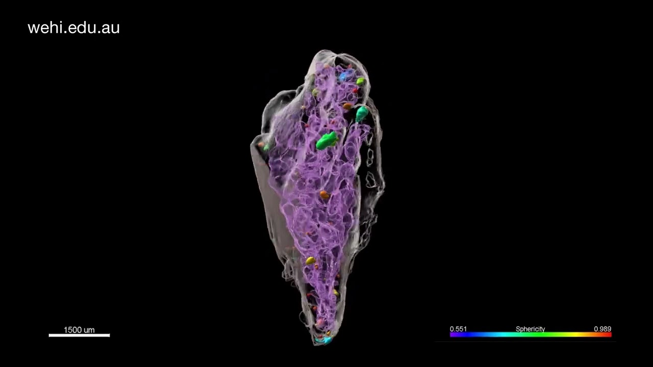 Art of Science 2022 | Thymic coral reef