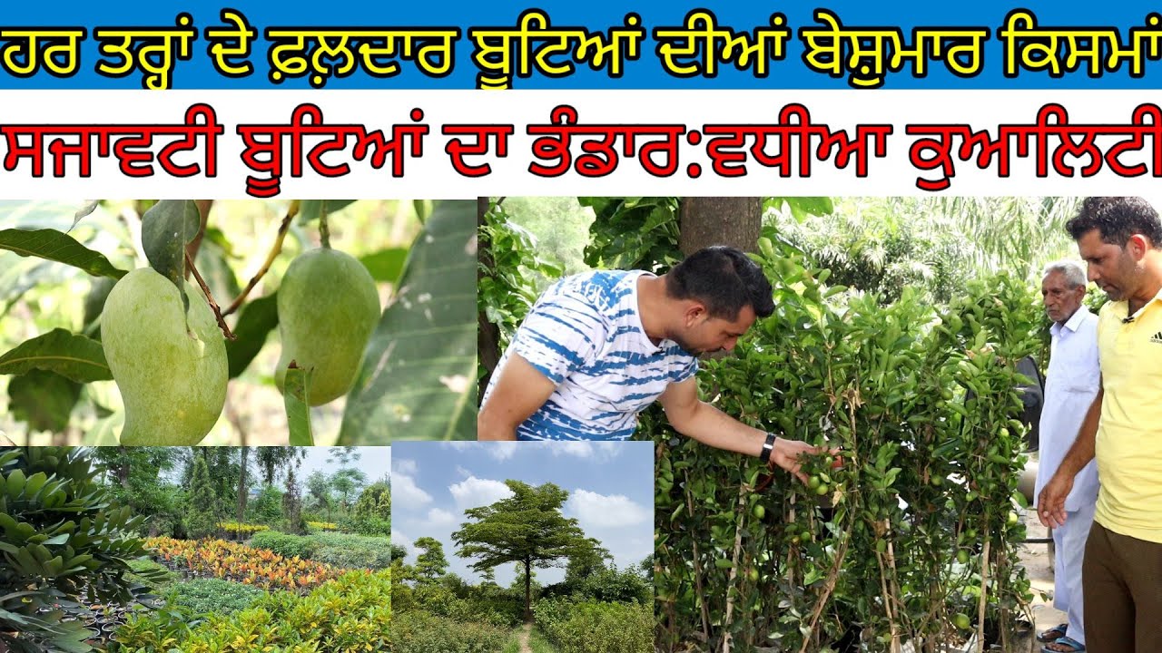 ਫ਼ਲ਼ਦਾਰ ਬੂਟਿਆਂ ਦੀਆਂ ਬੇਸ਼ੁਮਾਰ ਕਿਸਮਾਂ:ਨਿੱਕੇ-ਨਿੱਕੇ ਬੂਟੇ ਵੀ ਫ਼ਲ਼ ਦਿੰਦੇ ਆ|Harbhej Sidhu|Gulistan Nursery